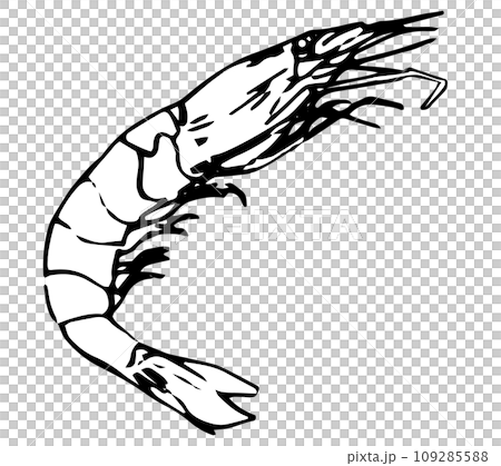 蝦子單色手繪風格插畫向量 蝦子單色手繪風格插畫向量 109285588