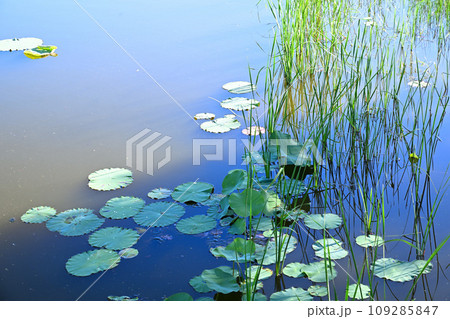 平成の森公園 水草 修景池 川島町 平成の森公園 水草 修景池 川島町 109285847