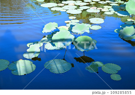 平成の森公園 水草 修景池 川島町 平成の森公園 水草 修景池 川島町 109285855
