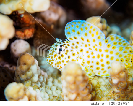 ヒリゾ浜の美しいエンタクミドリイシ(テーブルサンゴ)と可愛いセダカギンポ(イソギンポ科)の幼魚。 ヒリゾ浜の美しいエンタクミドリイシ(テーブルサンゴ)と可愛いセダカギンポ(イソギンポ科)の幼魚。 109285954