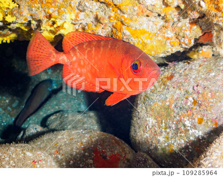 ヒリゾ浜の水中洞窟にいる美しいゴマヒレキントキ（キントキダイ科）。  静岡県伊豆半島賀茂郡南伊豆町中 109285964