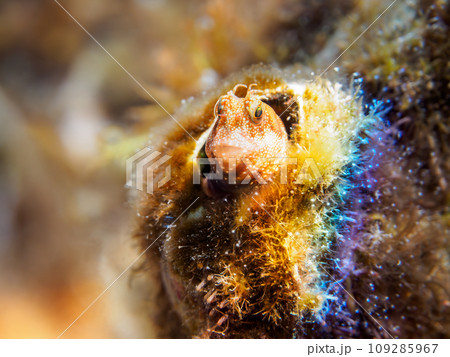 ヒリゾ浜の美しいサンゴと可愛いホシギンポ（イソギンポ科）の幼魚。  静岡県伊豆半島賀茂郡南伊豆町中木 109285967