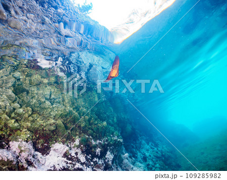 ヒリゾ浜の美しい水面の不思議なナンヨウツバメウオ(ツバメウオ属)の幼魚。 静岡県伊豆半島賀茂郡南伊 ヒリゾ浜の美しい水面の不思議なナンヨウツバメウオ(ツバメウオ属)の幼魚。 静岡県伊豆半島賀茂郡南伊 109285982