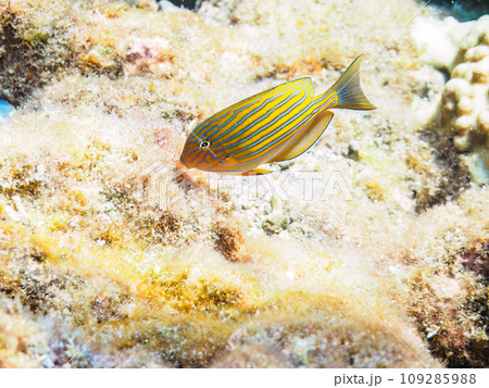 ヒリゾ浜の美しいニジハギ（ニザダイ科）の幼魚。  静岡県伊豆半島賀茂郡南伊豆町中木から渡し船で渡るヒ 109285988