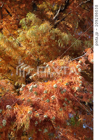 紅葉したラクウショウ(ヌマスギ) 紅葉したラクウショウ(ヌマスギ) 109286038