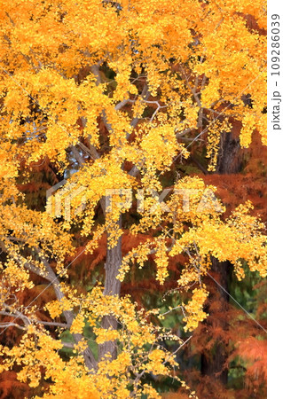 紅葉したラクウショウ(ヌマスギ) 紅葉したラクウショウ(ヌマスギ) 109286039
