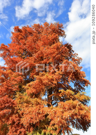 紅葉したラクウショウ(ヌマスギ) 紅葉したラクウショウ(ヌマスギ) 109286040