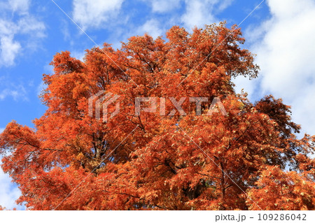 紅葉したラクウショウ（ヌマスギ） 109286042