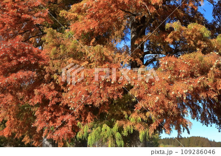 紅葉したラクウショウ(ヌマスギ) 紅葉したラクウショウ(ヌマスギ) 109286046