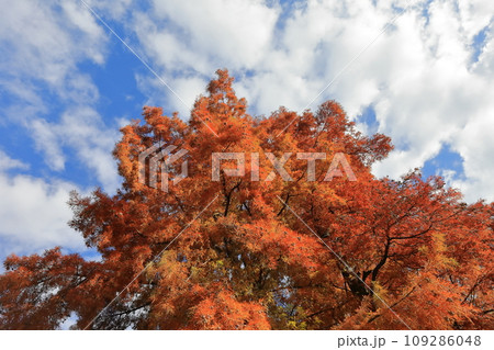 紅葉したラクウショウ（ヌマスギ） 109286048
