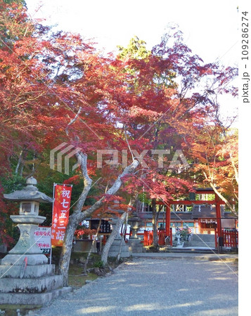 秋の紅葉 大原野神社 秋の紅葉 大原野神社 109286274