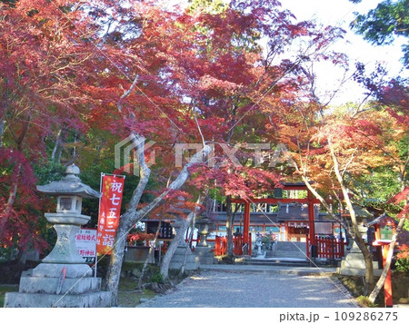 秋の紅葉 大原野神社 秋の紅葉 大原野神社 109286275