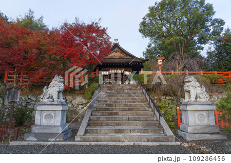 秋の京都船岡山 早朝の建勲神社 紅葉に包まれた拝殿 秋の京都船岡山 早朝の建勲神社 紅葉に包まれた拝殿 109286456