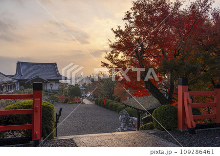 秋の京都船岡山 朝日を浴びる建勲神社のモミジ 秋の京都船岡山 朝日を浴びる建勲神社のモミジ 109286461