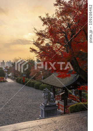秋の京都船岡山 朝日を浴びる建勲神社のモミジ 秋の京都船岡山 朝日を浴びる建勲神社のモミジ 109286462