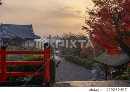 秋の京都船岡山 朝日を浴びる建勲神社参道 秋の京都船岡山 朝日を浴びる建勲神社参道 109286467