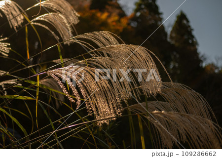 朝日に照らされたススキ【秋】 109286662