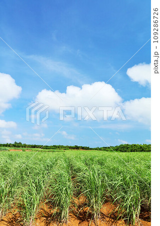 沖縄 宮古島 夏の青空とサトウキビ畑 沖縄 宮古島 夏の青空とサトウキビ畑 109286726