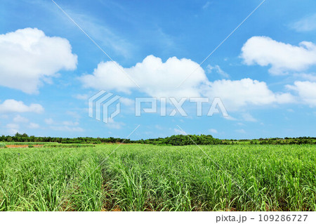 沖縄　宮古島　夏の青空とサトウキビ畑 109286727