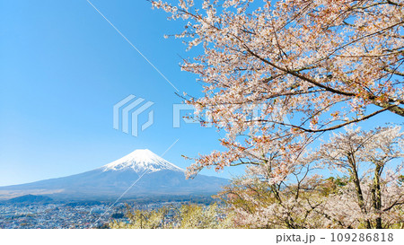 桜と富士山(新倉山浅間公園) 桜と富士山(新倉山浅間公園) 109286818