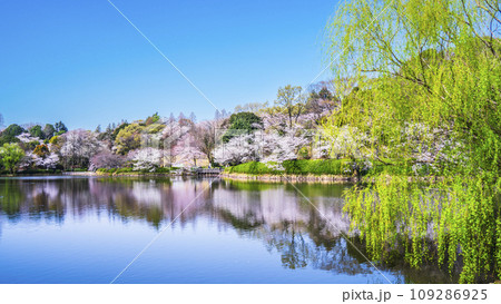 神奈川県立三ツ池公園の桜景色【神奈川県・横浜市】 神奈川県立三ツ池公園の桜景色【神奈川県・横浜市】 109286925