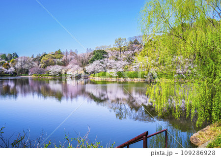 神奈川県立三ツ池公園の桜景色【神奈川県・横浜市】 神奈川県立三ツ池公園の桜景色【神奈川県・横浜市】 109286928