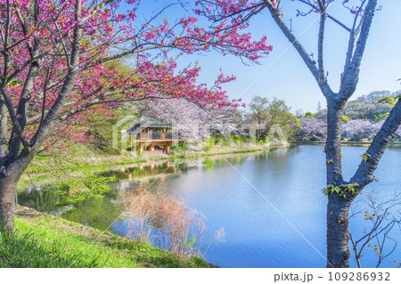 神奈川県立三ツ池公園の桜景色【神奈川県・横浜市】 109286932