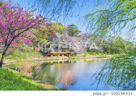 神奈川県立三ツ池公園の桜景色【神奈川県・横浜市】 神奈川県立三ツ池公園の桜景色【神奈川県・横浜市】 109286933