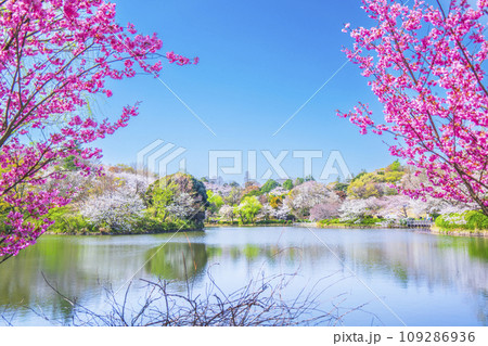 神奈川県立三ツ池公園の桜景色【神奈川県・横浜市】 109286936