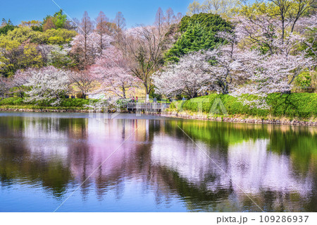 神奈川県立三ツ池公園の桜景色【神奈川県・横浜市】 109286937