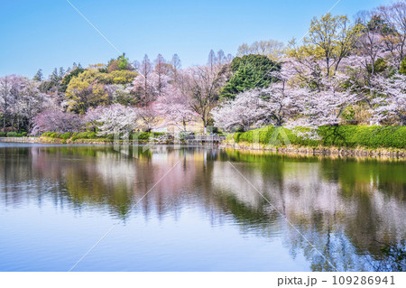 神奈川県立三ツ池公園の桜景色【神奈川県・横浜市】の写真素材