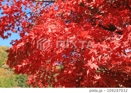 快晴の空と三段峡駅跡で真っ赤に色づく紅葉(日本 広島県山県郡安芸太田町) 快晴の空と三段峡駅跡で真っ赤に色づく紅葉(日本 広島県山県郡安芸太田町) 109287032
