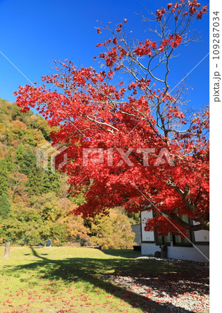 快晴の空と三段峡駅跡で真っ赤に色づく紅葉（日本 広島県山県郡安芸太田町） 109287034