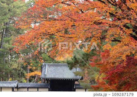 京都御所の紅葉 京都御所の紅葉 109287179