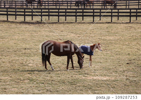 サラブレッドの親子が寄り添うのどかな牧場の風景 109287253