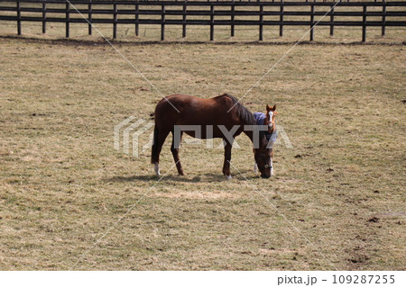 サラブレッドの親子が寄り添うのどかな牧場の風景 109287255