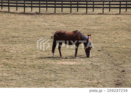 サラブレッドの親子が寄り添うのどかな牧場の風景 109287256