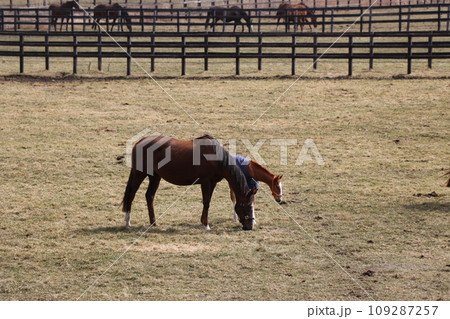 サラブレッドの親子が寄り添うのどかな牧場の風景 109287257