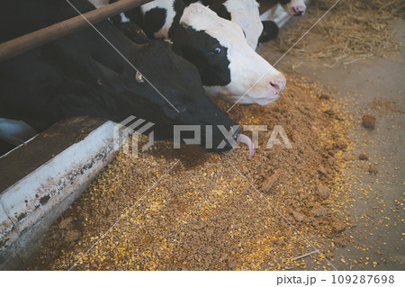 ranch 109287698