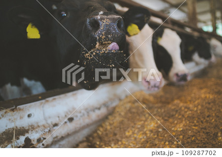 ranch 109287702