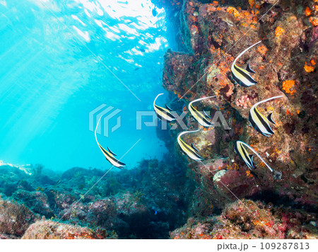ヒリゾ浜のドロップオフの美しいツノダシ（ツノダシ科）他の群れ。  静岡県伊豆半島賀茂郡南伊豆町中木か 109287813