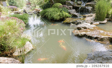 koi fish in the garden pond 109287910