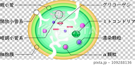 Platelet structure illustration Japanese Platelet structure illustration Japanese 109288136