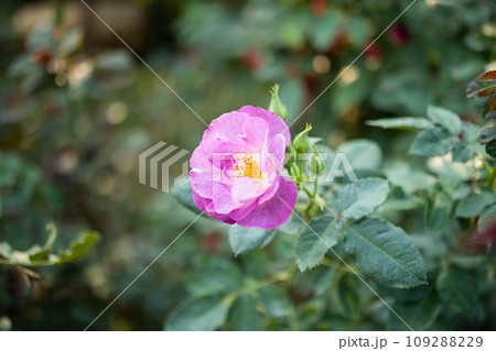 Beautiful colorful roses flower in the garden 109288229