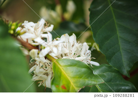 White coffee flowers in green leaves tree plantation close up 109288281