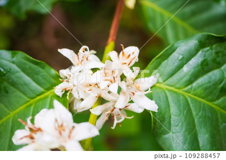 White coffee flowers in green leaves tree plantation close up 109288457