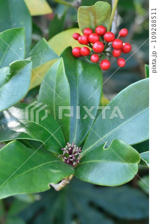 ミヤマシキミのつぼみと実 109288511
