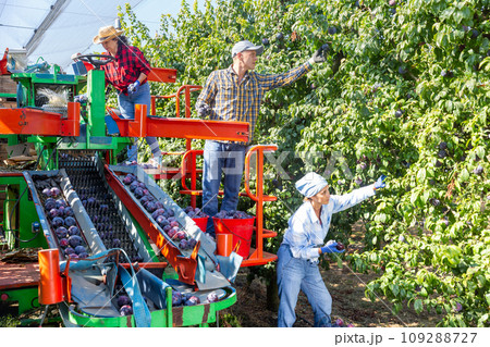 Workers picking ripe plums in orchard on harvesting platform 109288727