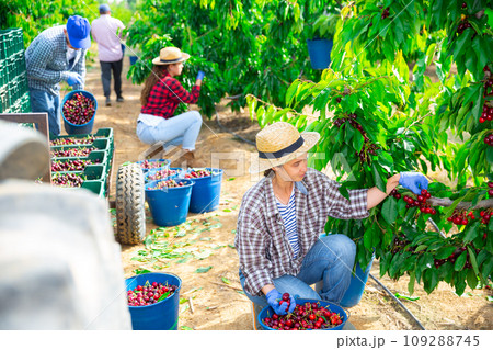 Hardworking farmers pluck cherries from the trees Hardworking farmers pluck cherries from the trees 109288745