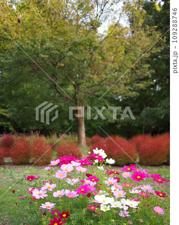 馬見丘陵公園　コキア 109288746